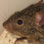Травяная мышь, или нилотская травяная мышь (лат. arvicanthis niloticus)