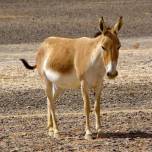 Кулан, или джигетай (лат. equus hemionus)