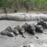 Как спасли шестерых слонят, застрявших в грязи