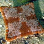 Морская звезда бисквит - biscuit sea star (tosia australis)