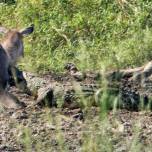 Как водяной козел спасся от крокодила
