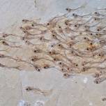 Обнаружена окаменелость, сохранившая целую стаю рыбок