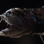 Раскрыт секрет смертельно опасных "невидимых" зубов рыбы-дракона