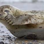 Тюлени научились петь тему из «звездных войн»