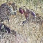 Леопарды упустили добычу из-за драки