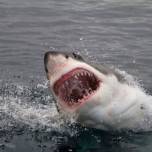 Ученые выяснили, откуда появились акулы-людоеды, убивающие людей