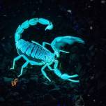 Флуоресцирующий скорпион