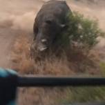 Злой носорог пустился в погоню за туристами