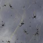 Тропические циклоны делают пауков более агрессивными