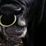 Почему у быков в носу кольцо?