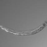 В США обнаружены странные черви-экстремофилы