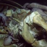 Как морские падальщики пируют трупом кита