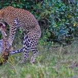 Битва леопарда и питона
