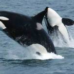 "Гипотеза бабушки" впервые нашла подтверждение в дикой природе