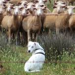 Собаки умеют считать примерно так же, как люди