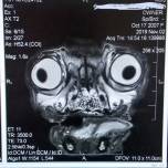 Рентгеновский снимок мопса напугал соцсети