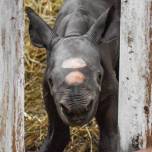В зоопарке «поттер парк» родился детеныш редкого черного носорога