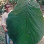 Coccoloba gigantifolia - дерево с самыми огромными листьями