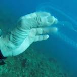 Необычный морской обитатель, похожий на медузу