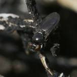 Нефтяная муха (лат. helaeomyia petrolei)