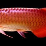 8 самых дорогих домашних животных, которые когда-либо были проданы