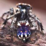 Семь новых видов пауков найдены в австралии