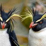 Пингвины умеют общаться даже на большой глубине