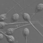 Найдено новое животное, которому не нужен кислород для дыхания