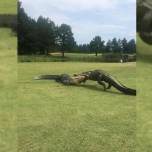 Аллигаторы устроили потасовку на поле для гольфа