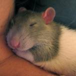 Крысы любят поглаживания