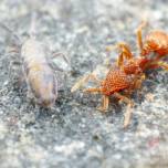 Муравей и ногохвостка