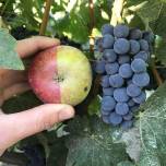 Растения-химеры