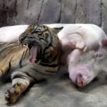 Свинья стала молочной матерью для тигрят