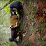 Гигантские белки против макак в борьбе за джекфрут