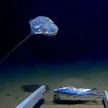 Странное существо из глубин Индийского океана