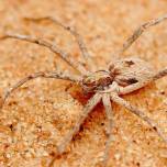 Обнаружены пауки, которые связывают самок перед спариванием
