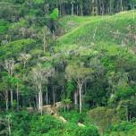 В лесах Амазонки нашли древние поселения в форме циферблата часов