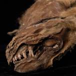 На северо-западе канады обнаружили древнейшую мумию волчонка