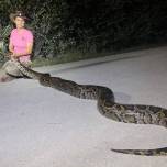 Во флориде предложили есть питонов, чтобы сократить их численность