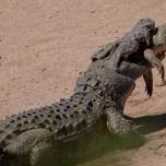 Нильский крокодил-каннибал напал на детеныша