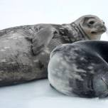 Ученые записали ультразвуковые сигналы тюленей