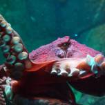 Биологи записали на видео сражение двух осьминогов