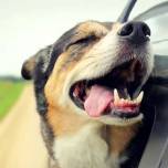 Почему собаки любят высовывать голову из окна автомобиля