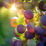Виноград оказался защитником кожи от ультрафиолета