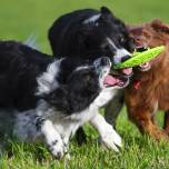 Собаки играют друг с другом более увлеченно, если на них смотрит хозяин