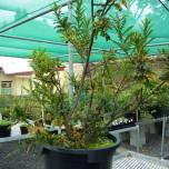 Ломатия кинга (лат. lomatia tasmanica) - 43600-летнее растение