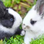 Почему дикие кролики не вырастают до размеров бегемота
