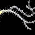 Морской червь - одна «голова» и сотни концов