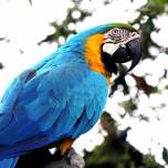 Печальная история последнего попугая ара, живущего на воле в рио-де-жанейро