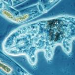 Тихоходок проверили на прочность, выстрелив ими из пушки